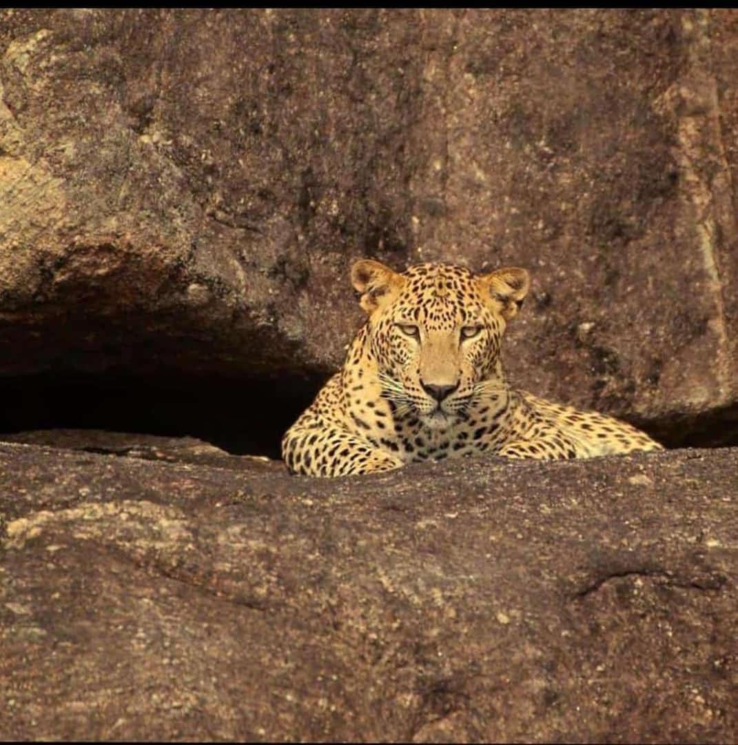 The Bagheera Bagh Jawai Hotel Bera Luaran gambar